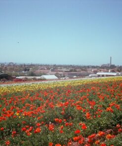 Kodak Ektar 100 Professional ISO 100, 35mm, 36 Exposures, Color Negative Film 42 81Oz04BwtlL