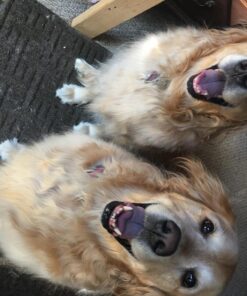 The Pet Portal Self Cleaning Dog Brush for Shedding Slicker Brush Cat Long Haired Pet Brush Grooming Deshedding Supplies - Small Pets Black 36 81P DDx riL