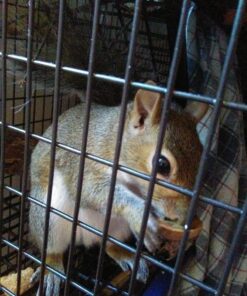 Raw California Walnuts In Shell – Premium Quality Whole & Unsalted Walnuts By We Got Nuts – Natural Healthy Snack For The Whole Family – Oil-Free & Diet-Friendly Flavor – Air-Tight Resealable Bag Package – 4 lbs 28 81P14FRz0 L