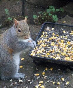 Gray Bunny Ground Bird Feeder Tray, Metal Platform Bird Feeder Dish Size 7 x 7 Inches, Durable Rust Resistant Feeder for Wild Birds, Squirrels, Doves, Cardinals 1 Pack (7x7 inches) 29 81P2kwpyC3L