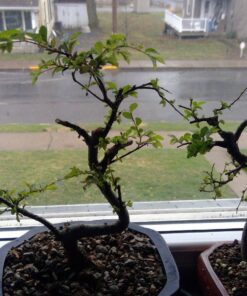 9GreenBox Chinese Elm Bonsai Tree Style 8 58 81P9CT8O2TL