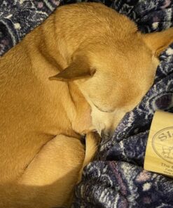 SleekEZ Original Deshedding Grooming Tool for Dogs, Cats & Horses - Undercoat Brush for Short & Long Hair - Painlessly Remove 95% of Loose Hair, Fur & Dirt - Easy to Clean - USA Made - (2.5 inch) 2.5 Inch (Pack of 1) 28 81PN1MPJLUL