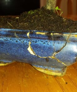 9GreenBox Chinese Elm Bonsai Tree Style 8 70 81PPcDT51L