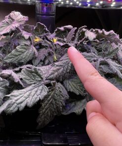 AeroGarden Red Heirloom Cherry Tomato Seed Pod Kit for AeroGarden Hydroponic Indoor Garden, 6-Pod 42 81PQ4 N1EJL