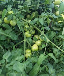 Certified Organic Vegetable Seeds for Planting Outdoors - 13 Seed Variety Pack of Veggie Heirloom Seeds Non GMO Organic Non Hybrid Open Pollinated for Home Garden - Tomato, Broccoli, Carrots, Fruit 42 81PUYppXzmL