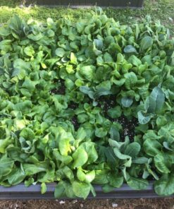 Lifetime 60069 Raised Garden Bed Kit, 4 by 4 Feet, Pack of 3 69 81PWlKVfdvL