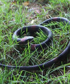 Alternative view of Homdipoo Realistic Fake Rubber Toy Snake Black Fake Snakes That Look Real Prank Stuff Cobra Snake 27 Inch Long (Black)