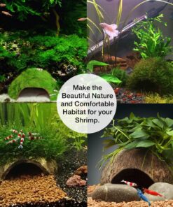 SunGrow Coconut Aquarium Shrimp Cave, Small Fish Tank Aquarium Decorations Accessories, Comfortable Shelter and Breeding Area for Crustaceans, Fish Hideout Aquarium Décor for Spawning 18 81PX0fWJvkL