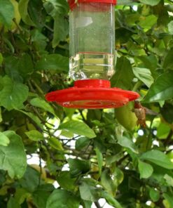 First Nature 3055 32-ounce Hummingbird Feeder 36 81PY15maLfL