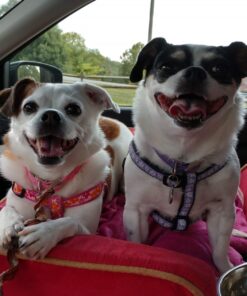 Silver Miracles - Extra Strength Colloidal Silver Soap Unscented 7 Ounce (Pack of 1) 31 81PdF4XgbOL