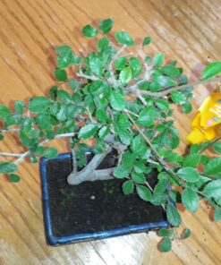 9GreenBox Chinese Elm Bonsai Tree Style 8 71 81PeGaY0FrL