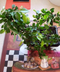 9GreenBox Chinese Elm Bonsai Tree Style 8 67 81Pi3WNHQPL