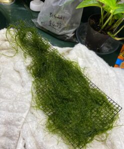 Luffy Decorative Wall or Floor Mesh Kit, 2 Pieces 40 81Pi5wUeFbL