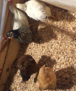 10 PVC Tee for Threaded Red Chicken Nipples Or Threaded Brass Rabbit Nipples 19 81Pk Zg9YL