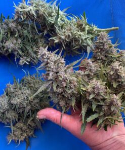 Humboldts Secret Flower Stacker – Best Flowering Formula for Bigger Harvests - Flowering Plant Food - Nutrient System for Potting Soil for Indoor Plants & Outdoor Plants - 1 Quart 32 Ounce 34 81Pm5LR7m0L