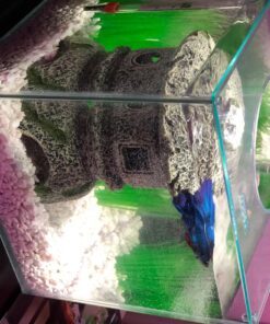 Marina CUBUS Glass Betta Kit – Elegant Glass Aquarium for Homes or Offices 50 81PuQiPTYPL