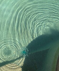 Clorox Pool&Spa Green Algae Eliminator2 32 oz 55 81Pvot1hCuL