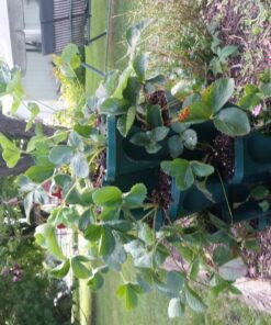 Mr. Stacky 1305-HG 5-Tier Stackable Strawberry, Herb, Flower, & Vegetable Planter - Vertical Gardening Indoor / Outdoor Stacking Garden Pots Hunter Green, 22.5 Quarts 26 81Q0gLFt7L