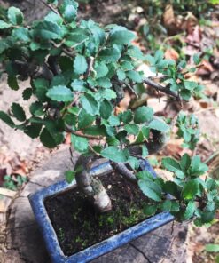 9GreenBox Chinese Elm Bonsai Tree Style 8 46 81Q31iCzTkL