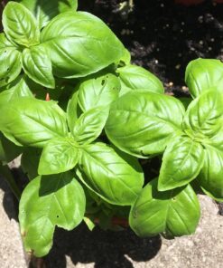 Culinary Herb Seeds Variety Pack - Outdoor & Indoor Herb Garden Kit - 10 Non-GMO Herb Garden Seeds for Planting & Book - Basil Seeds, Dill Seeds, Rosemary Seeds, Thyme Seeds, & More 30 81Q42BeSiFL