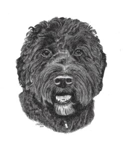 SAKURA Pigma Micron Fineliner Pens - Archival Black Ink Pens - Pens for Writing, Drawing, or Journaling - Black Ink - 005 Point Size - 6 Pack 005 Tip 45 81Q4HDbI6CL