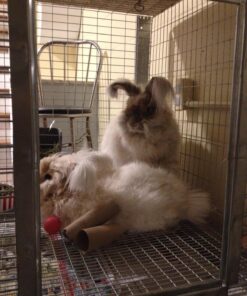 Purina Yesterday's News Non Clumping Paper Cat Litter, Unscented Low Tracking Cat Litter - 30 lb. Bag Original Texture 40 81QB3xUov6L