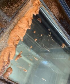 Easy Off Professional Oven & Grill Cleaner Can, Yellow, 1.5 lb, 24 Oz 1.5 Pound (Pack of 1) 65 81QIGONANsL