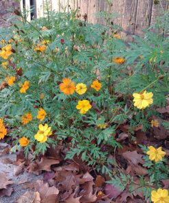 2,000 Seeds of Sulphur Cosmos, Bright Lights Mix by Seeds2Go 25 81QJxynEnnL