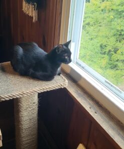 T.W . Evans Cordage Co. 23-410 3/8-Inch by 100-Feet Twisted Sisal Rope,Tan,Onе Paсk 27 81QKQix71mL