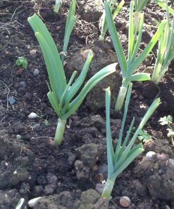 Japanese Garlic//Ajo Japones (100% Natural!!) 250 pieces 10 81QL9Zl6qwL