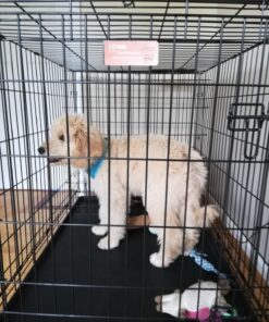 MidWest Homes for Pets Newly Enhanced Single Door iCrate Dog Crate, Includes Leak-Proof Pan, Floor Protecting Feet, Divider Panel & New Patented Features 49 81QMLQQETRL 2