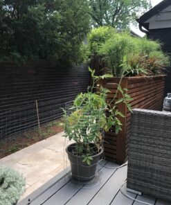 Clovers Garden Big Rainbow Tomato Plant – Two (2) Live Plants – Not Seeds –Each 5" to 7" Tall- in 3.5 Inch Pots 14 81QXBg6ia4L