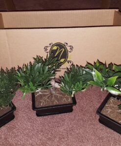 Nearly Natural 4122 8.5in. Bonsai Silk Plant Collection (Set of 3),Green 17 81QZdlMvIjL