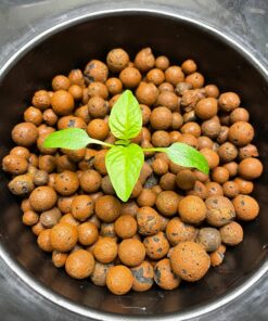 Bell Pepper Seeds for Planting - California Wonder - Heirloom Non-GMO Pepper Seeds for Planting - 100 Seeds - Sweet Pepper Matures from Green to Red by RDR Seeds 26 81QdLgC eL