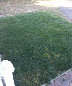 Scotts Turf Builder WinterGuard Fall Lawn Fertilizer for All Grass Types, 5,000 sq. ft., 12.5 lbs. 5,000 sq. ft. 47 81QmpLw8UsL