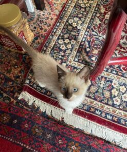 Silver Miracles Colloidal Silver Gel - Nano Silver Gel Wound Care - Healing Ointment for Burns, Sunburns & Irritated Skin - 4 Oz Unscented 31 81QnarTO 4L