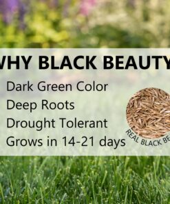 Jonathan Green (10622) Black Beauty Dense Shade Grass Seed - Cool Season Lawn Seed (1 lb) 1 lb 21 81Qofcey3DL