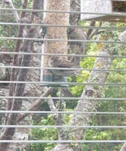 12 Inches Tube Bird Feeders for Outdoors Hanging, 4 Feeding Ports, Hard Plastic Bird Feeder Outdoor Weatherproof and 4 Inch Steel Hanger, Wild Bird Feeders, Finch Feeder, Bird Feeders Outside Hanging 1 4 Ports 44 81QuKjZRokL