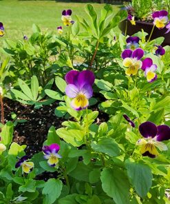 Outsidepride Viola Johnny Jump Up Wild Flowers & Ground Cover Plants - 5000 Seeds 39 81QxATiieoL