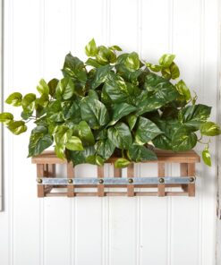Nearly Natural 15in. Pothos Ledge Plant (Set on Foam) Silk Plant,Green 31 81R0iBLfvsL