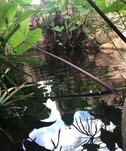 Mosquito Barrier 2001 Liquid Spray Repellent, 1-Quart 12 81R7LofmhmL