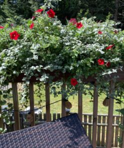 Jack's Classic Blossom Booster 10-30-20 Water Soluble Plant Food for Flowering Plants, 1.5lb 1.5 Pounds 32 81R96wU8lkL