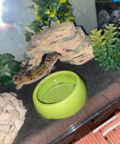 Living World Ergonomic Food Dish, for Small Animals, Blue, Small, 4.22oz, 61682A1 24 81RBeFahVHL