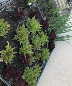 7 Varieties of Leafy Power Green Organic Seeds, Non-GMO Seeds for Planting, Heirloom Seeds - Spinach Seeds, Arugula, Kale, Lolla Rossa Lettuce Seeds, Buttercrunch, Gourmet Mix Lettuce, Swiss Chard 50 81RG0X9SpLL