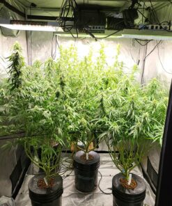 General Hydroponics FloraNectar FruitnFusion, Sweetener, 0-0-1, 1 qt., White 29 81RIxBf5Y1L