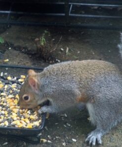 Gray Bunny Ground Bird Feeder Tray, Metal Platform Bird Feeder Dish Size 7 x 7 Inches, Durable Rust Resistant Feeder for Wild Birds, Squirrels, Doves, Cardinals 1 Pack (7x7 inches) 30 81RKwnkD3mL