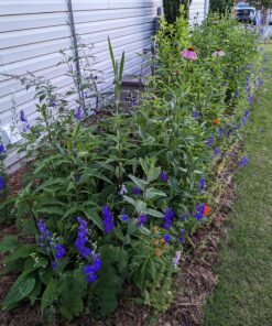 Monarch Butterfly Rescue Wildflower Seed Packet Bulk Open-Pollinated Wildflower, No Fillers, Annuals, Perennials and Milkweed Seeds for Monarch Butterfly1oz 60 81RLC6mB9wL