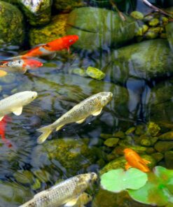 Danner Manufacturing, Inc. Pondmaster Garden Pond Filter and Pump Kit, PMK 1500, Black, 02215 14 81ROAUAU1wL