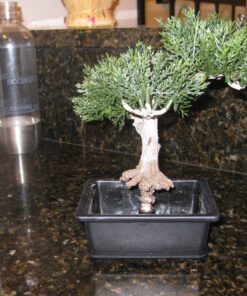 Nearly Natural 4122 8.5in. Bonsai Silk Plant Collection (Set of 3),Green 25 81RPAIvrqZL