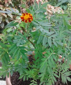 French Marigold Sparky Mix Seeds, Over 5,000 Seeds by Seeds2Go 39 81RTPIubiIL